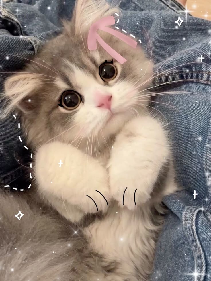 Beautiful Cute Cat Wallpaper Beautiful Cute Cat Wallpaper