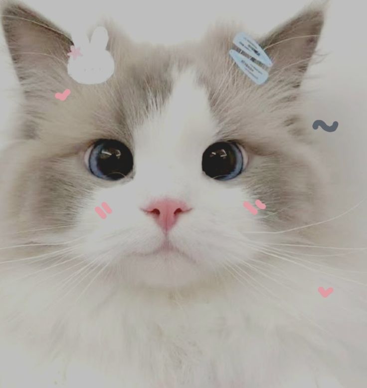 Cat Whatsapp DP Cat Whatsapp DP