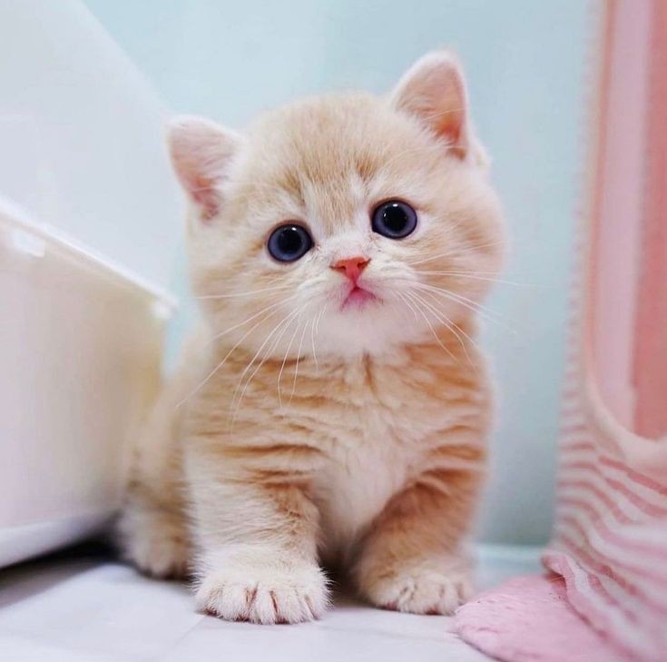 Cute Cat Photos Cute Cat Photos