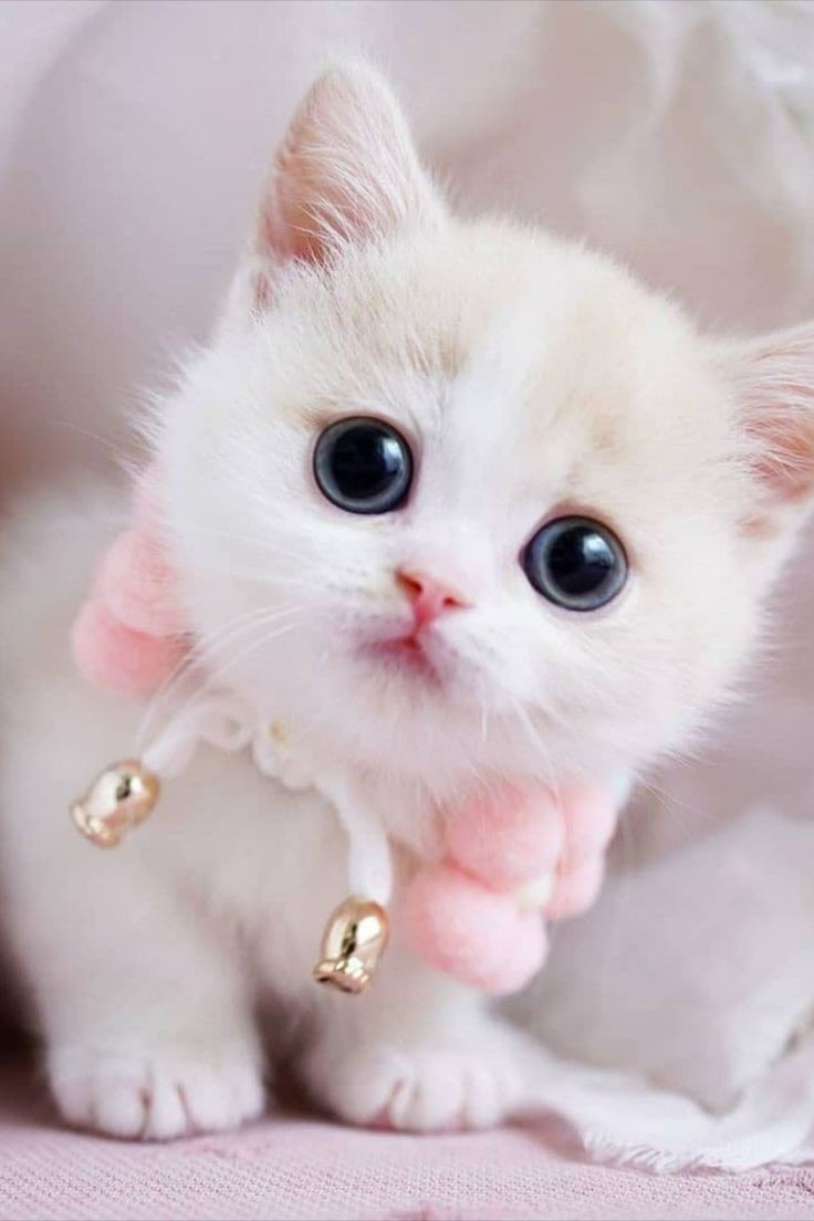 Cute Cat Pictures Cute Cat Pictures