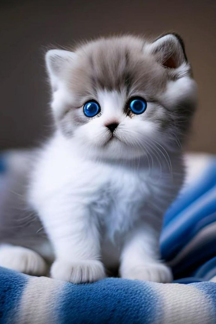 Cute Cat Wallpapers Cute Cat Wallpapers