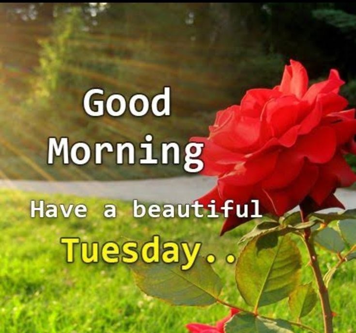 Good Morning Tuesday Simple Images Good Morning Tuesday Simple Images