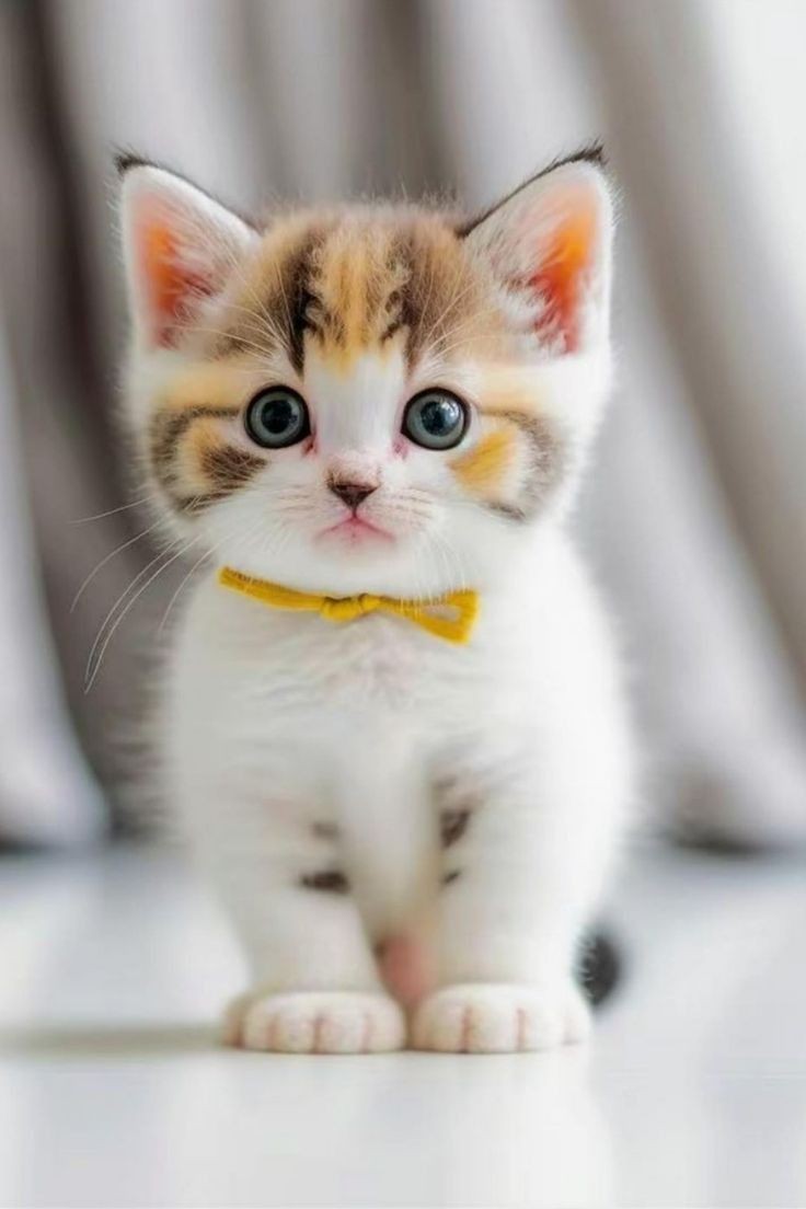 Love Cat DP Love Cat DP