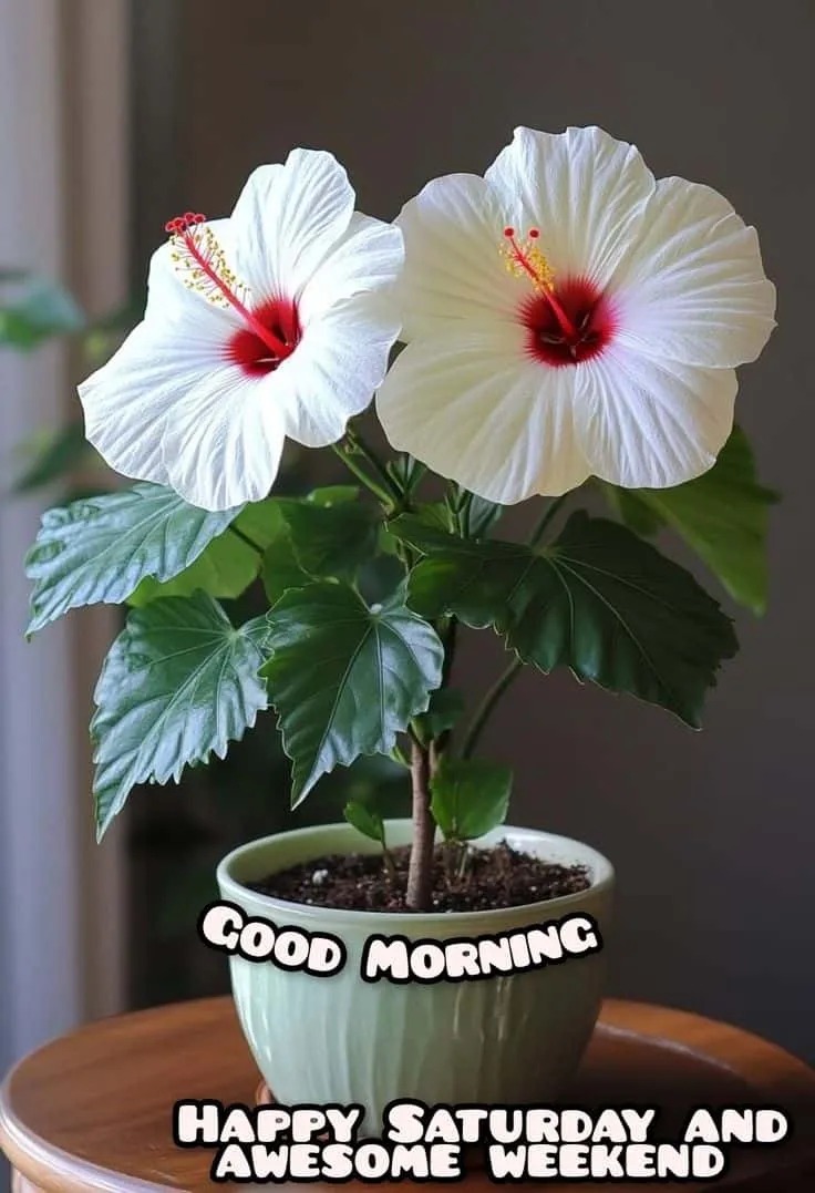 Good Morning Wishes Saturday Image Good Morning Wishes Saturday Image