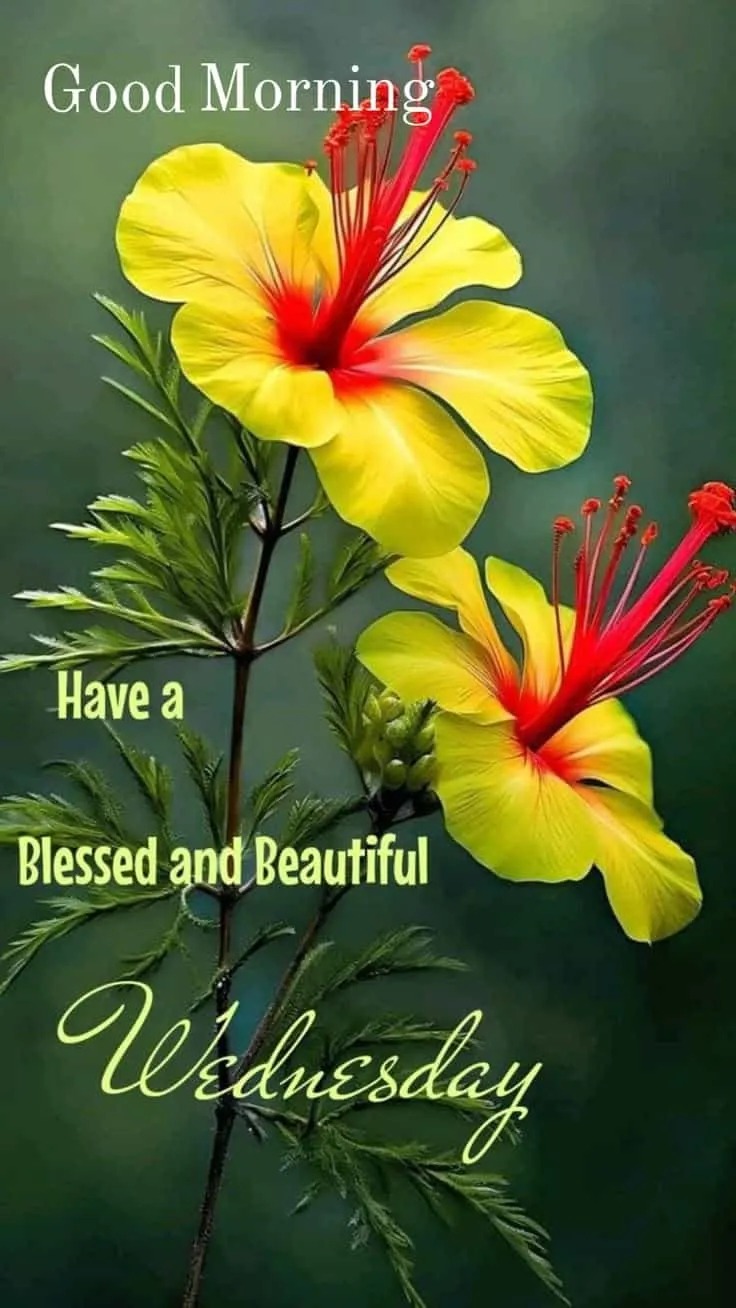 Good Morning Wednesday Wishes Image Good Morning Wednesday Wishes Image